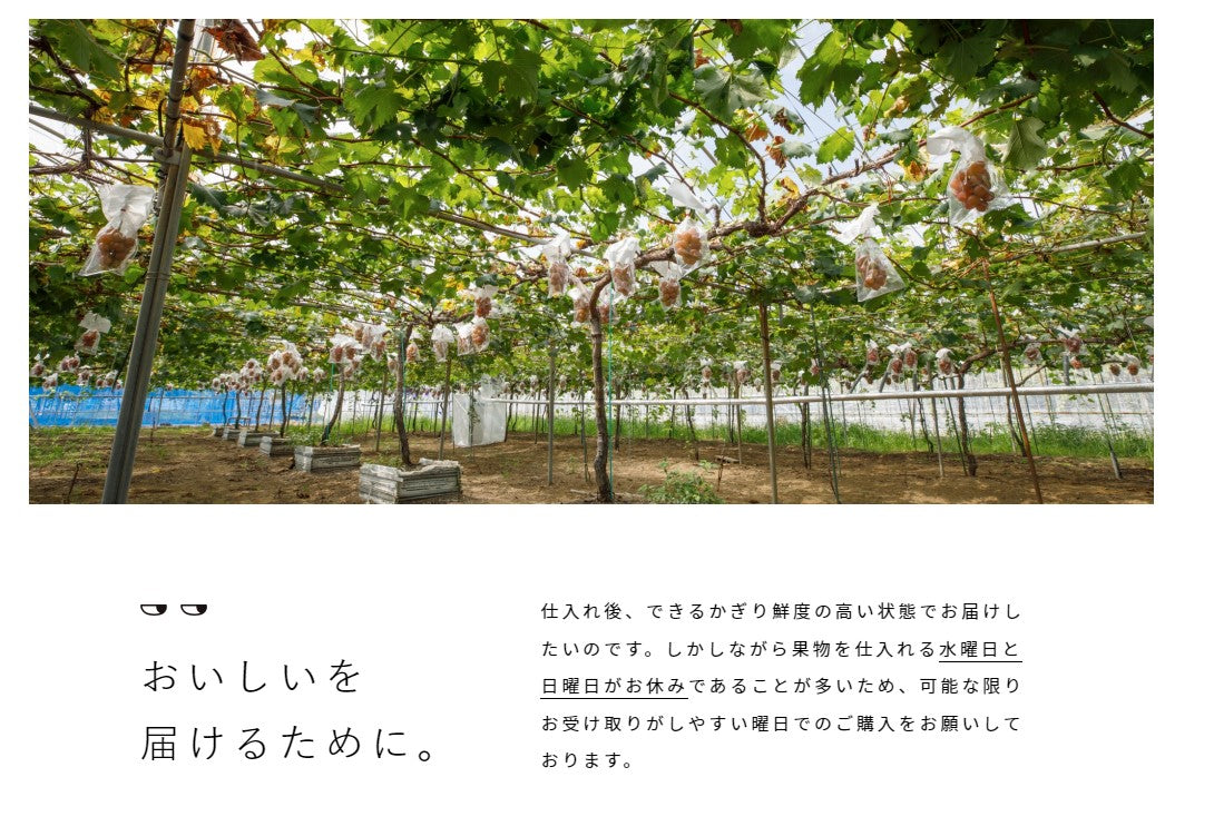 ずるいゼリー