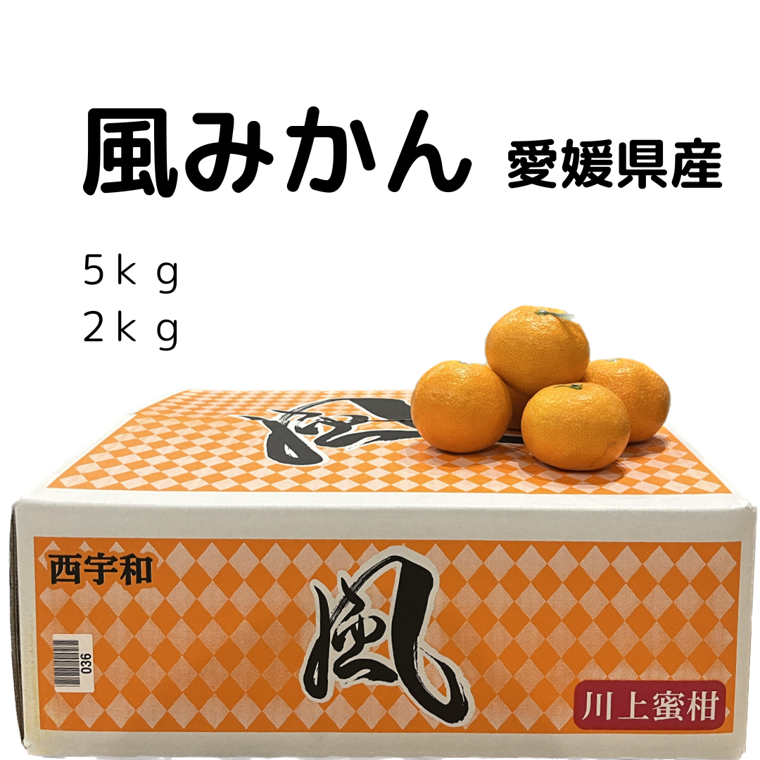 愛媛県産 風みかん