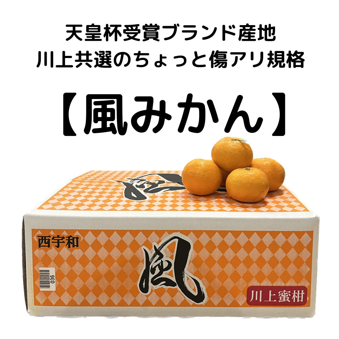 愛媛県産 風みかん