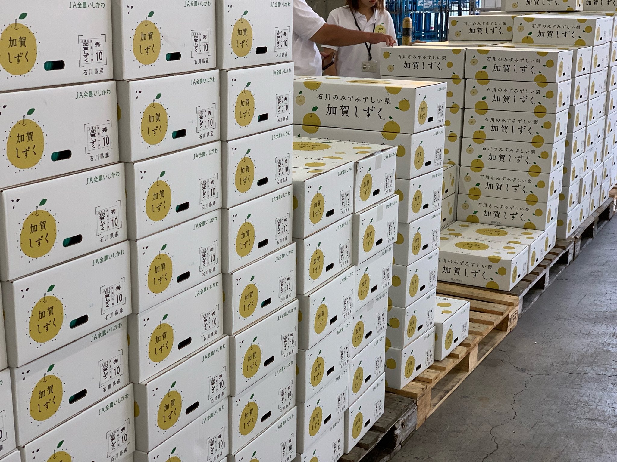 【予約販売】2025年度産 石川県産加賀しずくのお取り寄せ販売