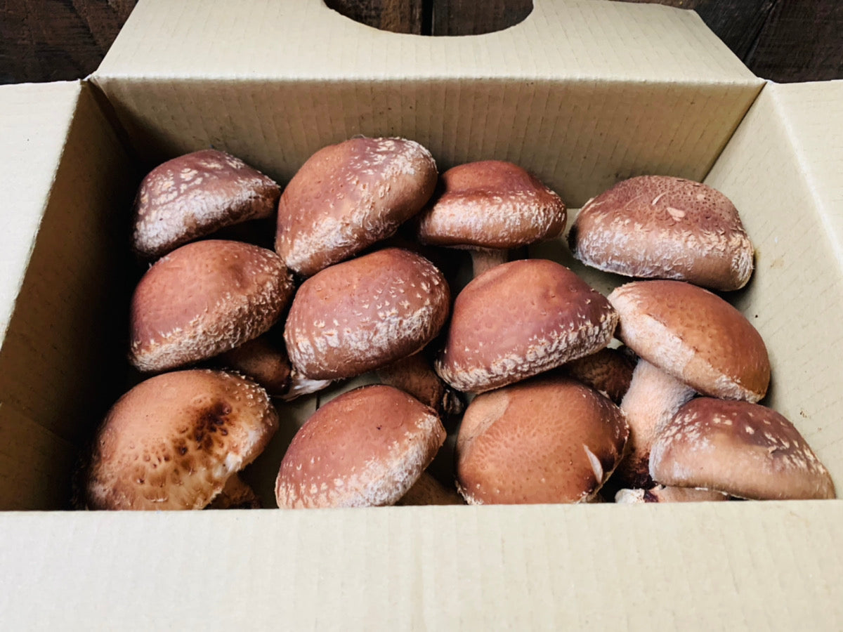 のと115椎茸 2026年度産【石川の原木椎茸】