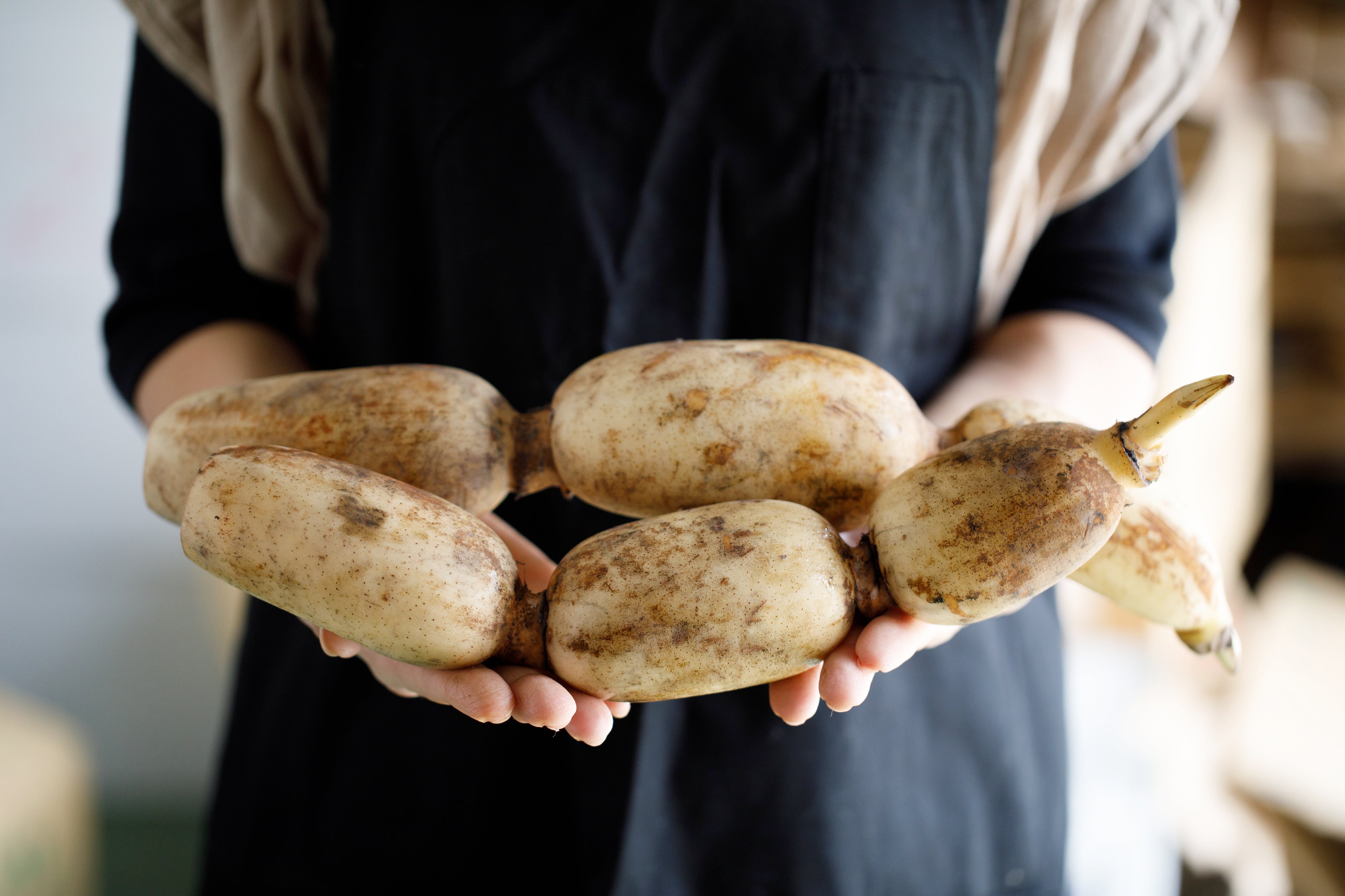 加賀れんこん|加賀野菜