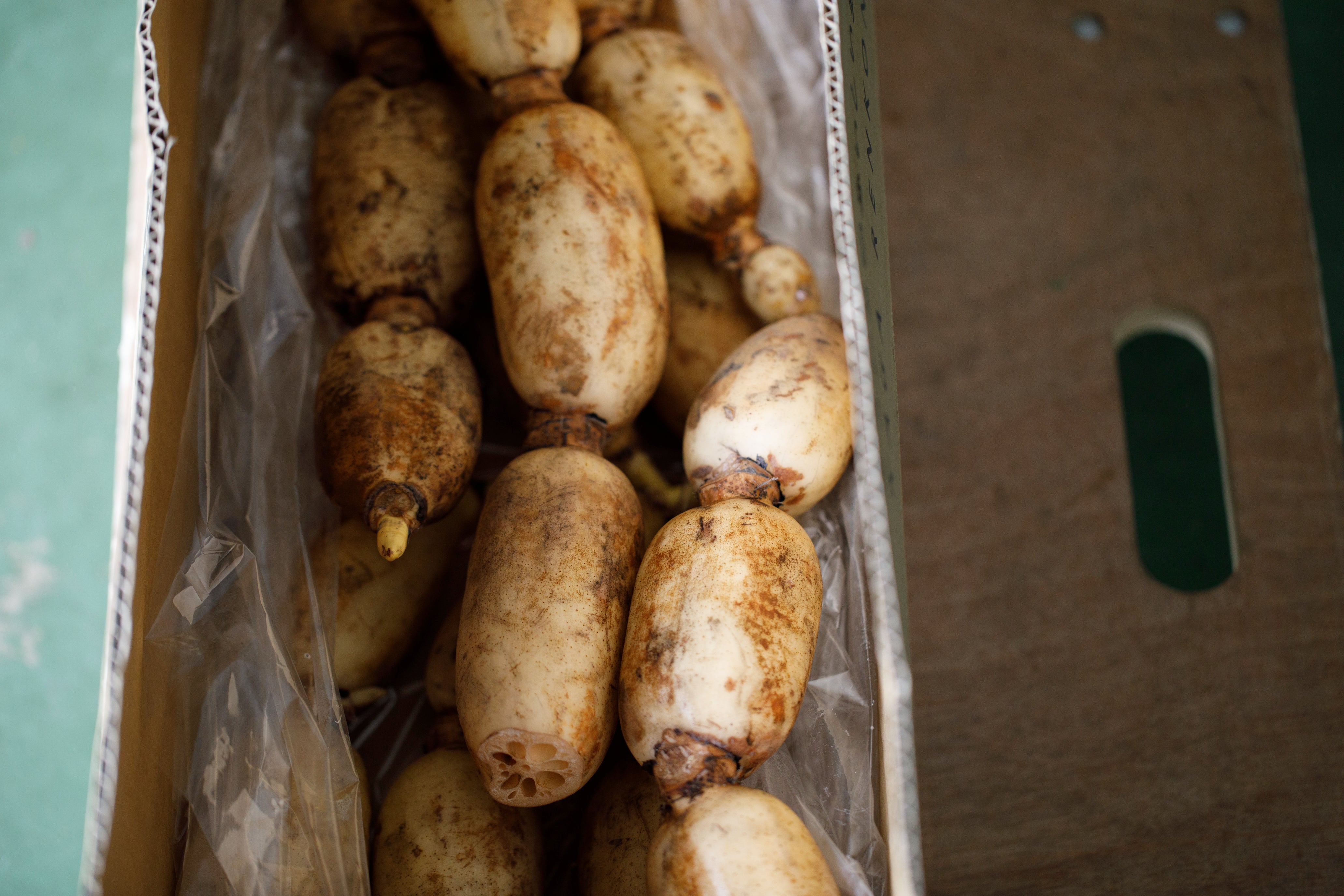 加賀れんこん|加賀野菜