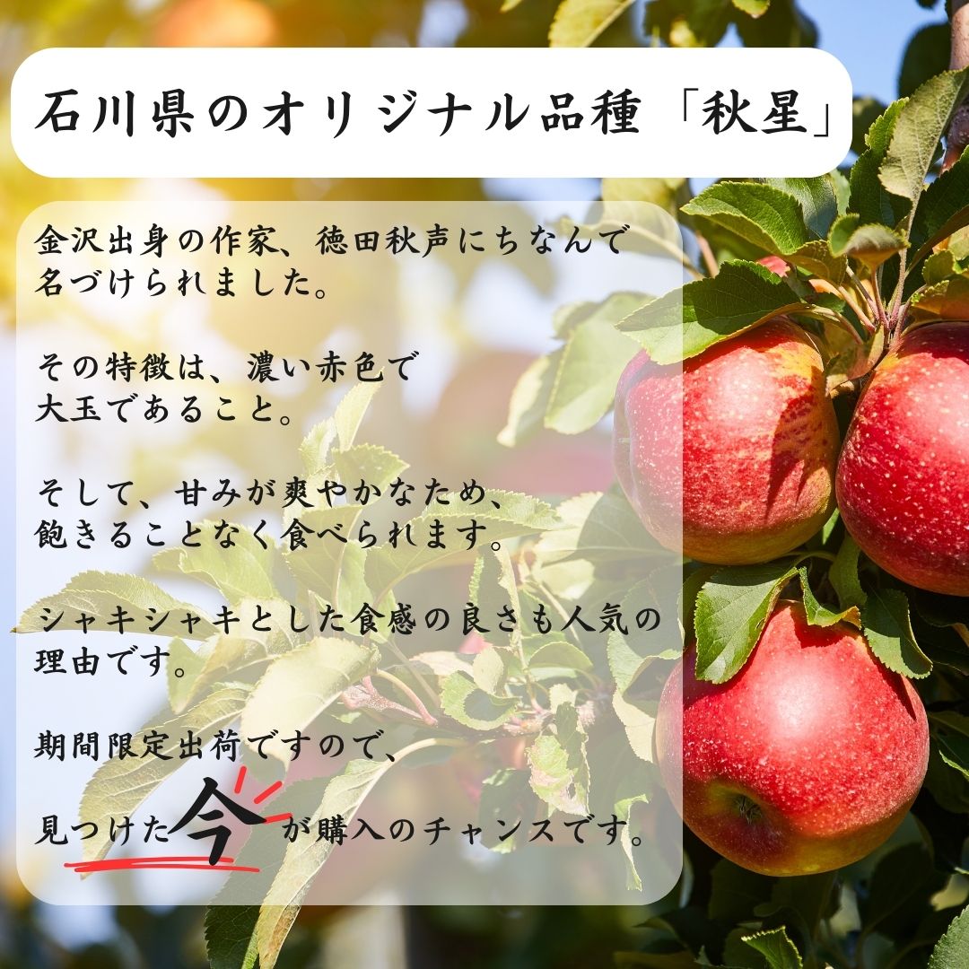 2026年度産 石川県産秋星りんご