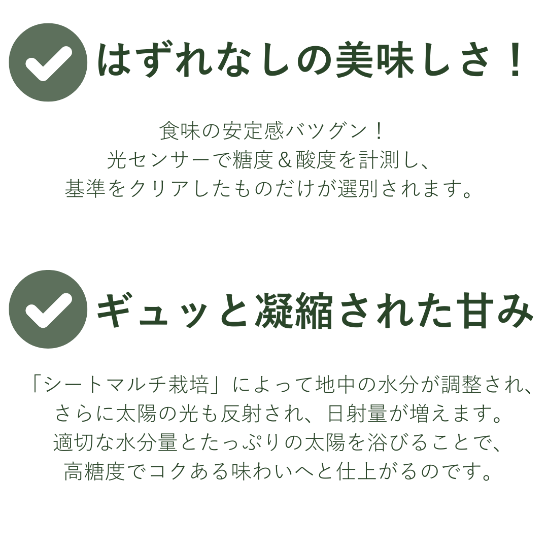 2026 山川みかんマイルド130
