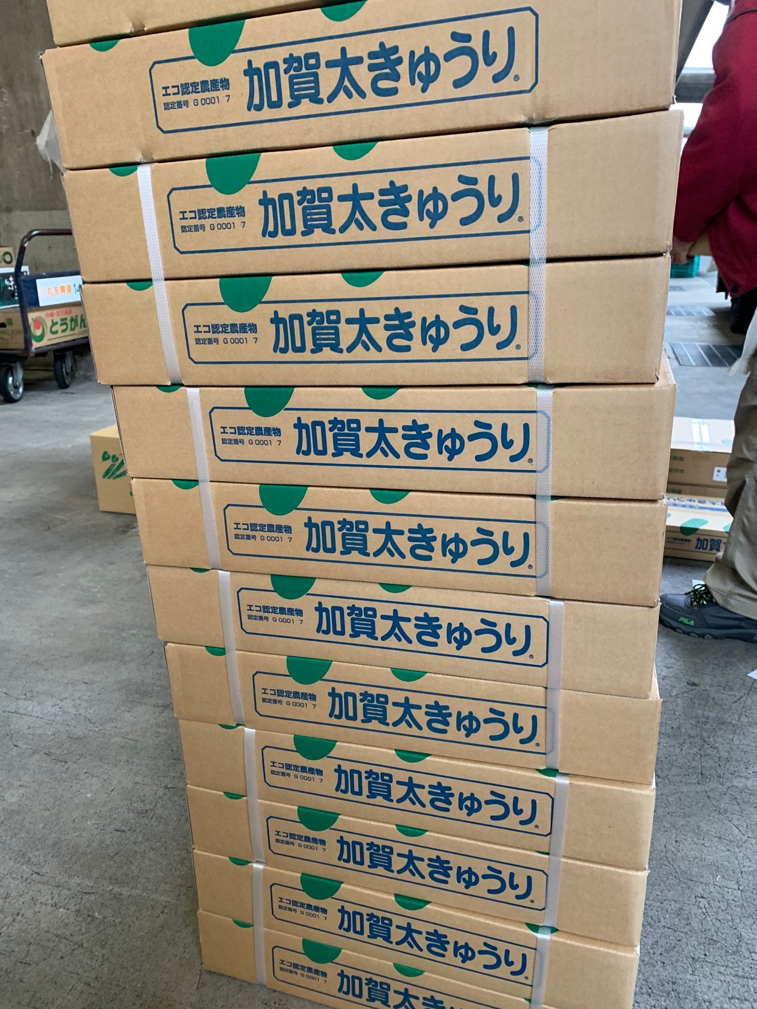 【加賀野菜】石川県産加賀太きゅうり　4－5本セット、8－10本セット　2024年度産