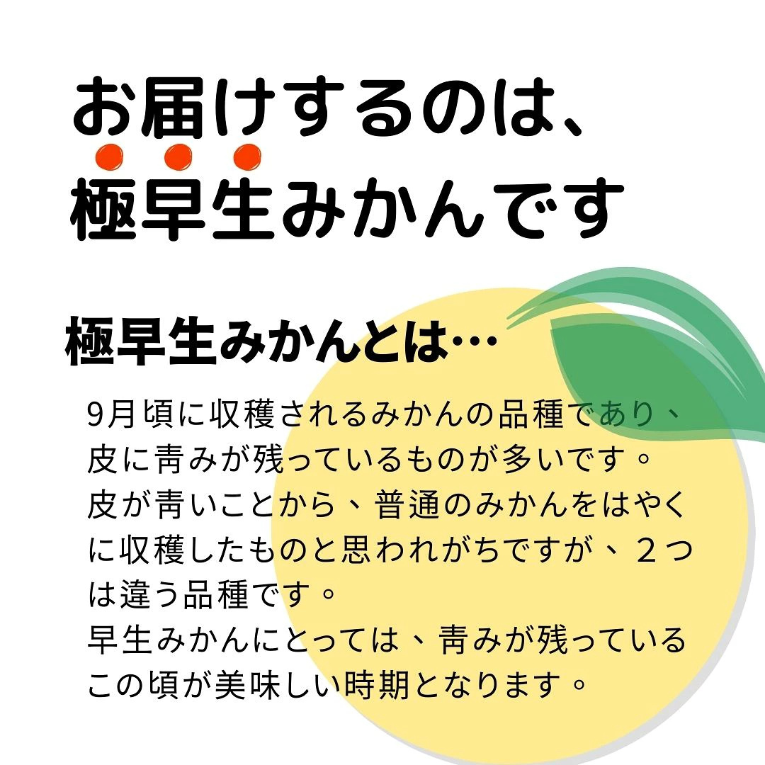 【早味かん】 福岡県産 極早生みかん