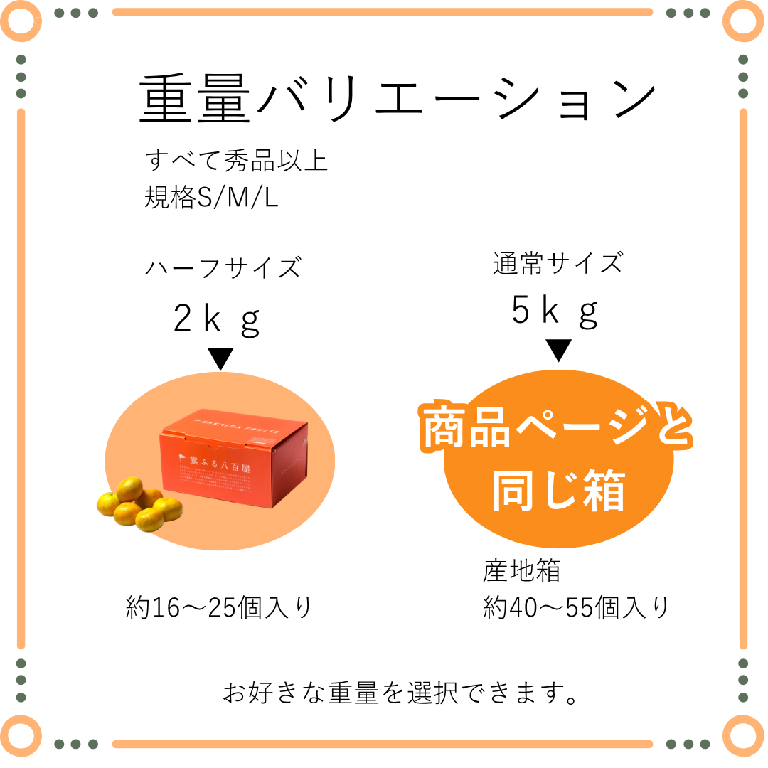 愛媛県産　風みかん